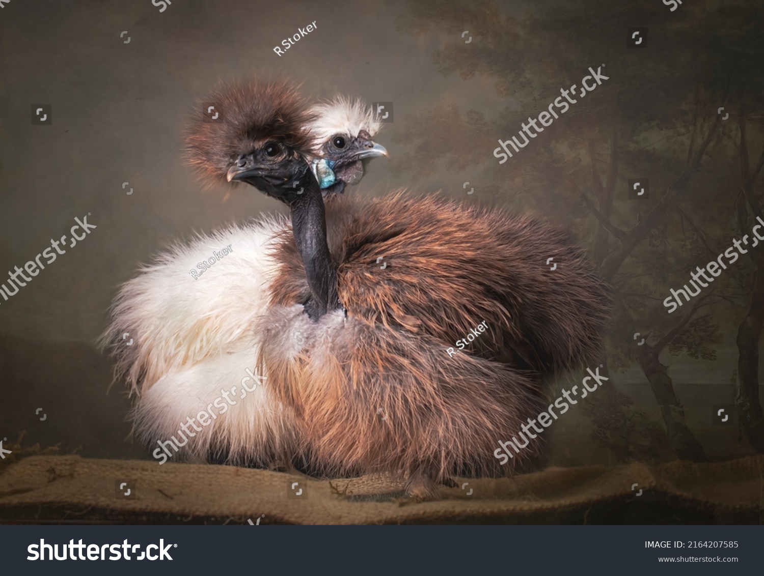 26 Silkie showgirls Images, Stock Photos & Vectors | Shutterstock