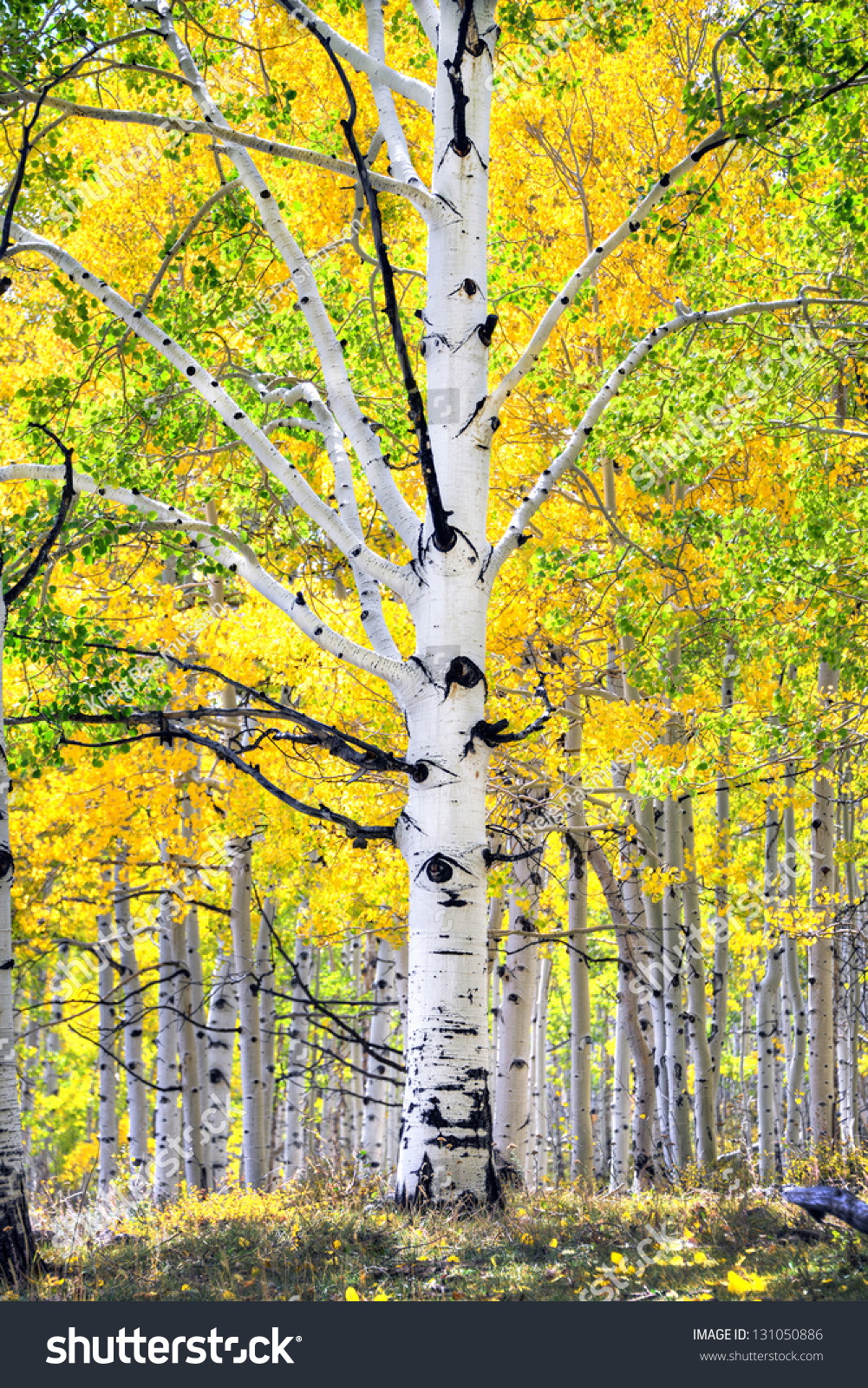 This Large Aspen Tree Stands On Flattop Mountain In The Fishlake ...