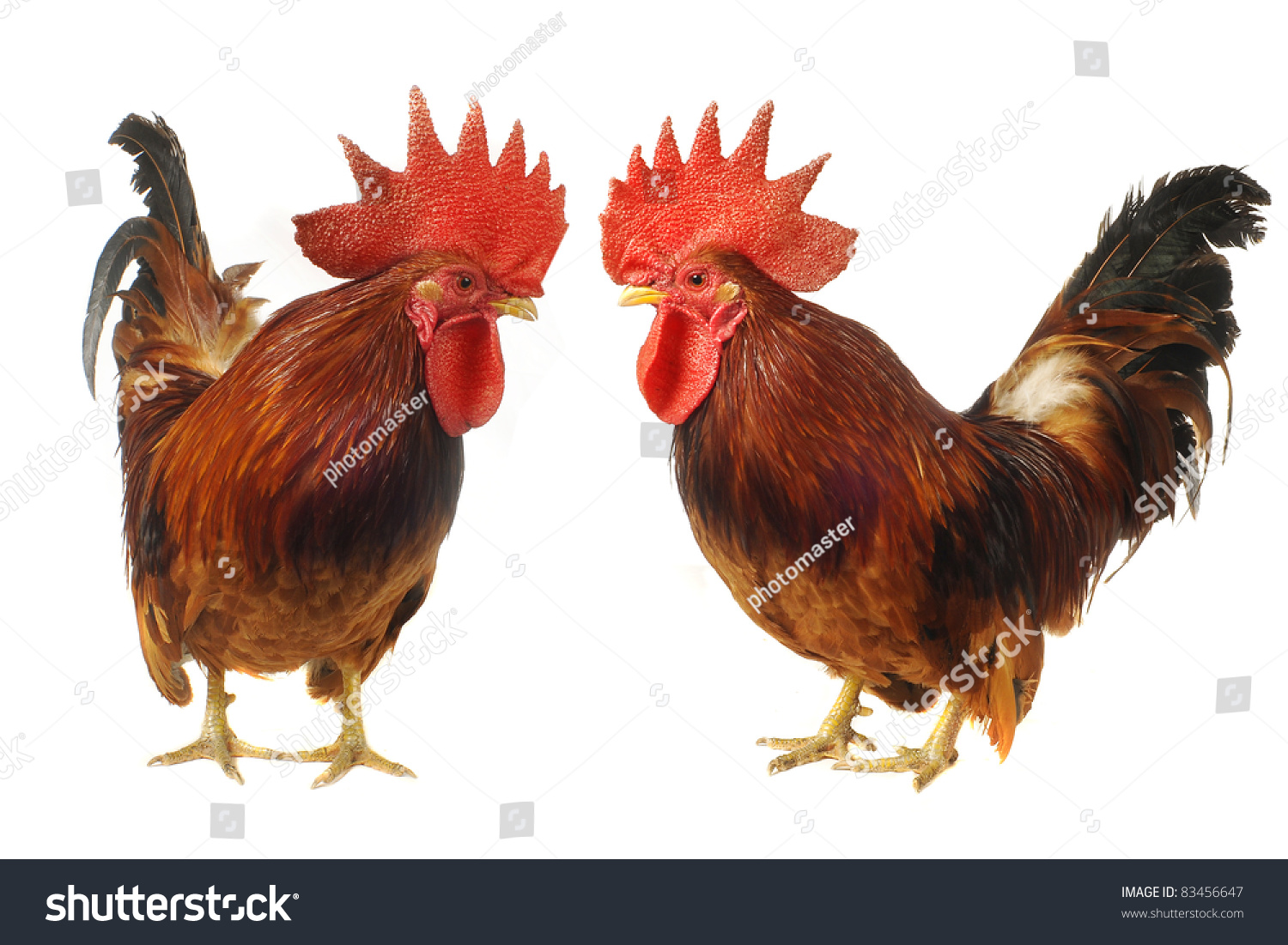 Thoroughbred Brown Cock On A White Background Stock Photo 83456647 ...