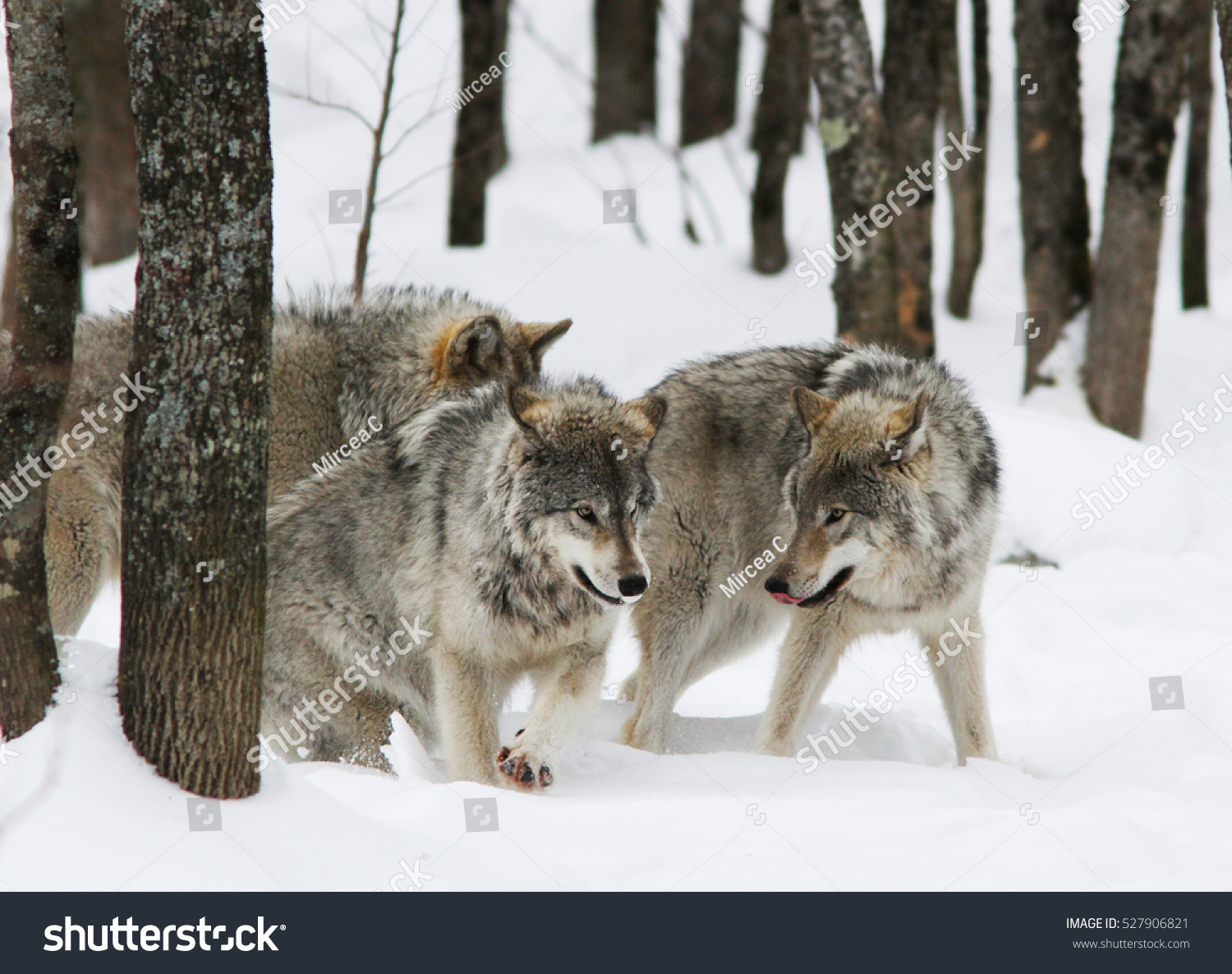 Timber Wolves Pack In Winter Stock Photo 527906821 : Shutterstock