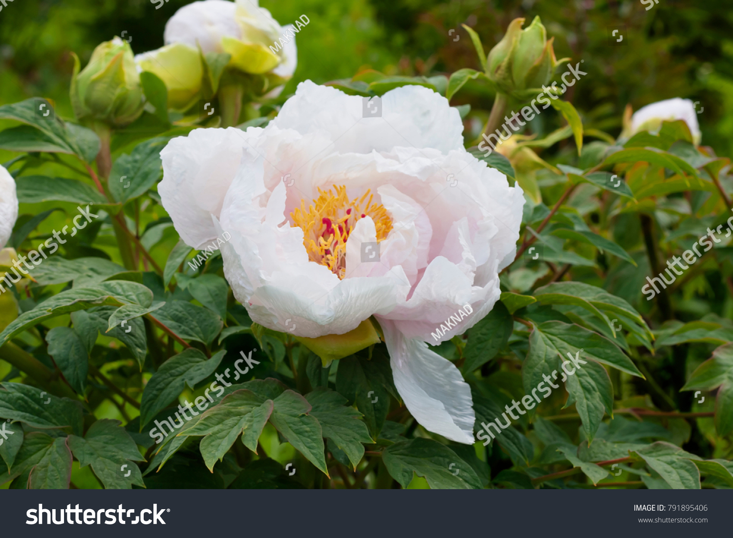 Tree Peony Pale Pink Almost White Stock Photo Edit Now