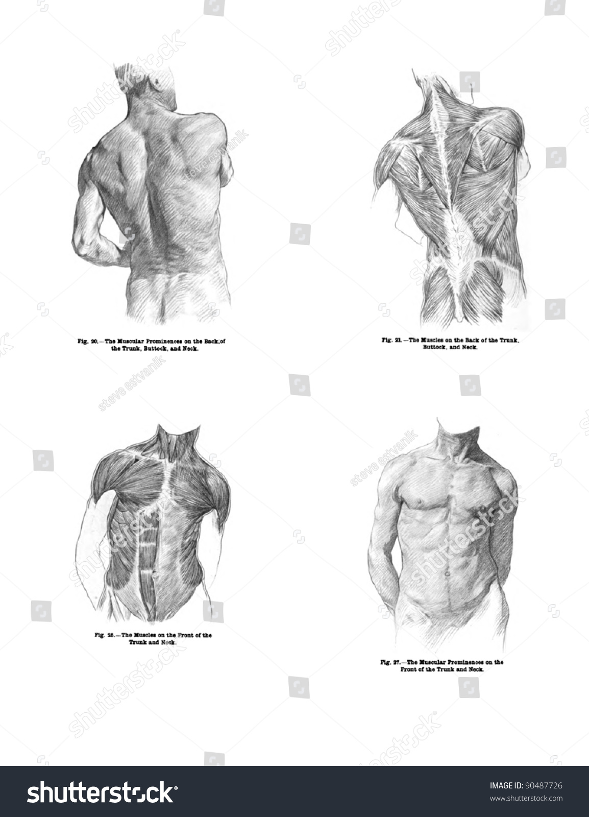 4 Views Human Back Muscles Torso Stock Photo Edit Now 90487726