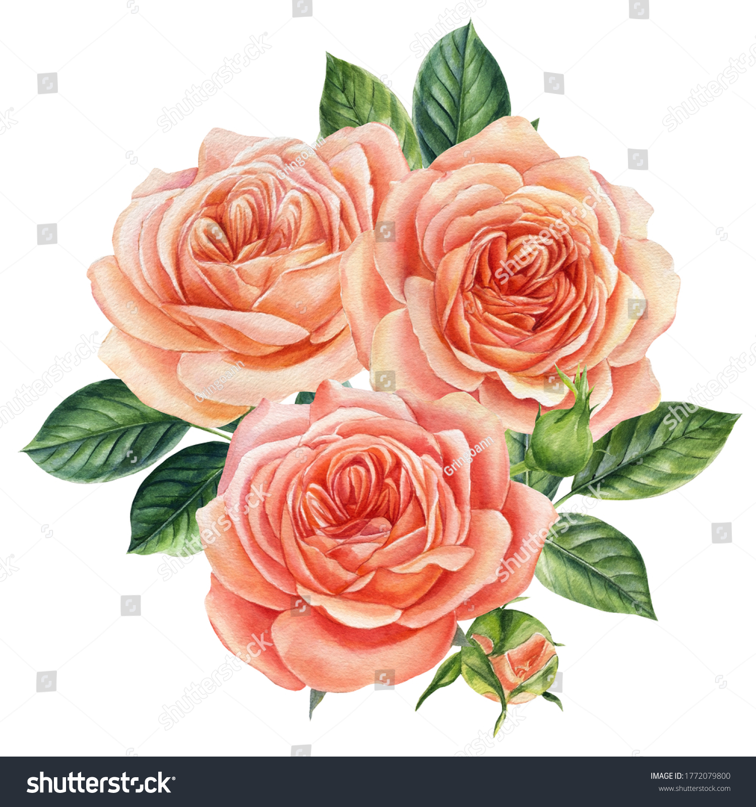 Watercolor Pink Rose Isolated On White Stock Illustration 1772079800 