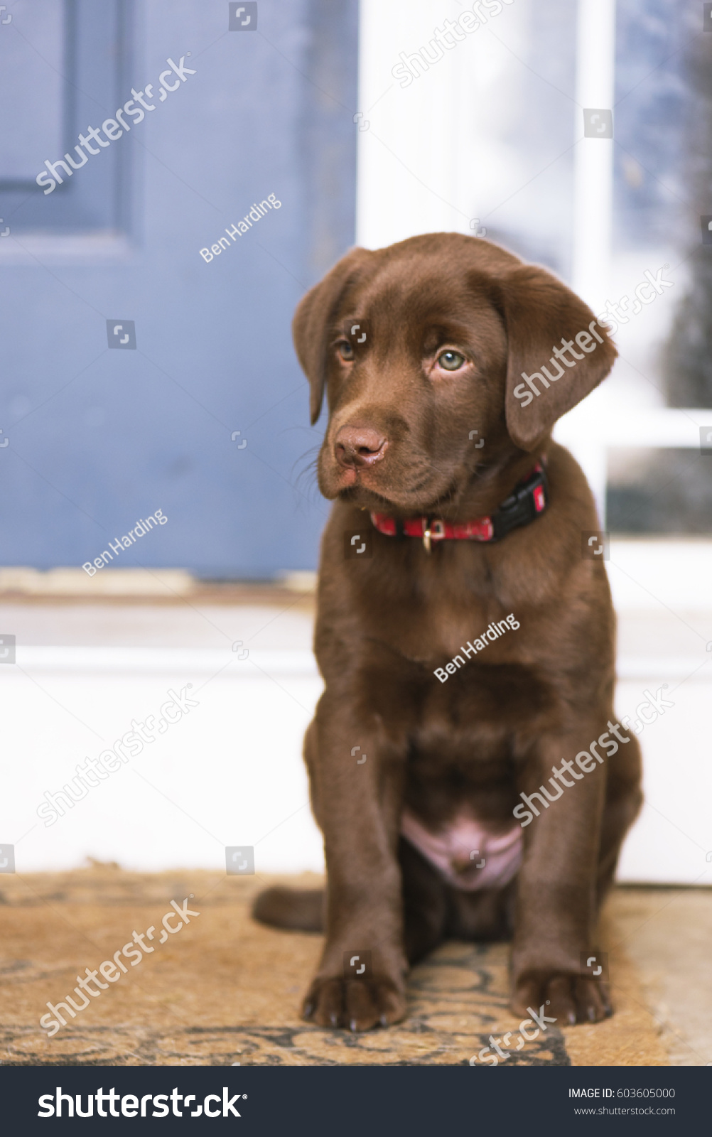 8 Week Old Chocolate Lab Puppy Stock Photo Edit Now 603605000