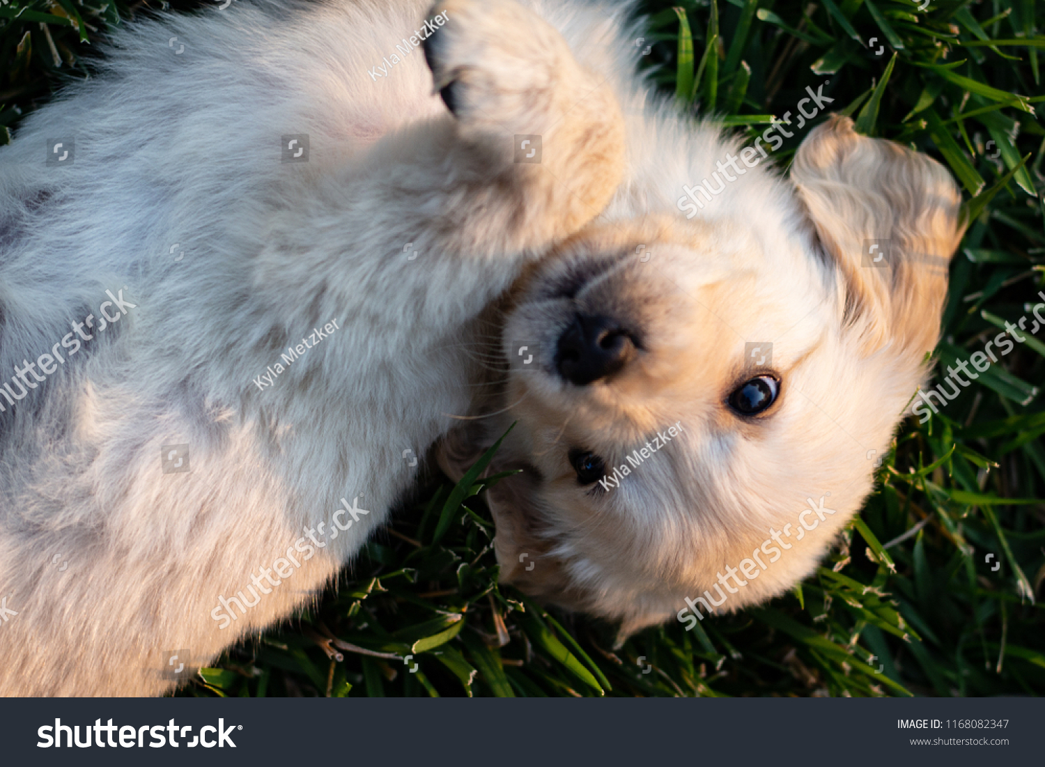 8 Week Old Golden Retriever Puppy Stock Image Download Now