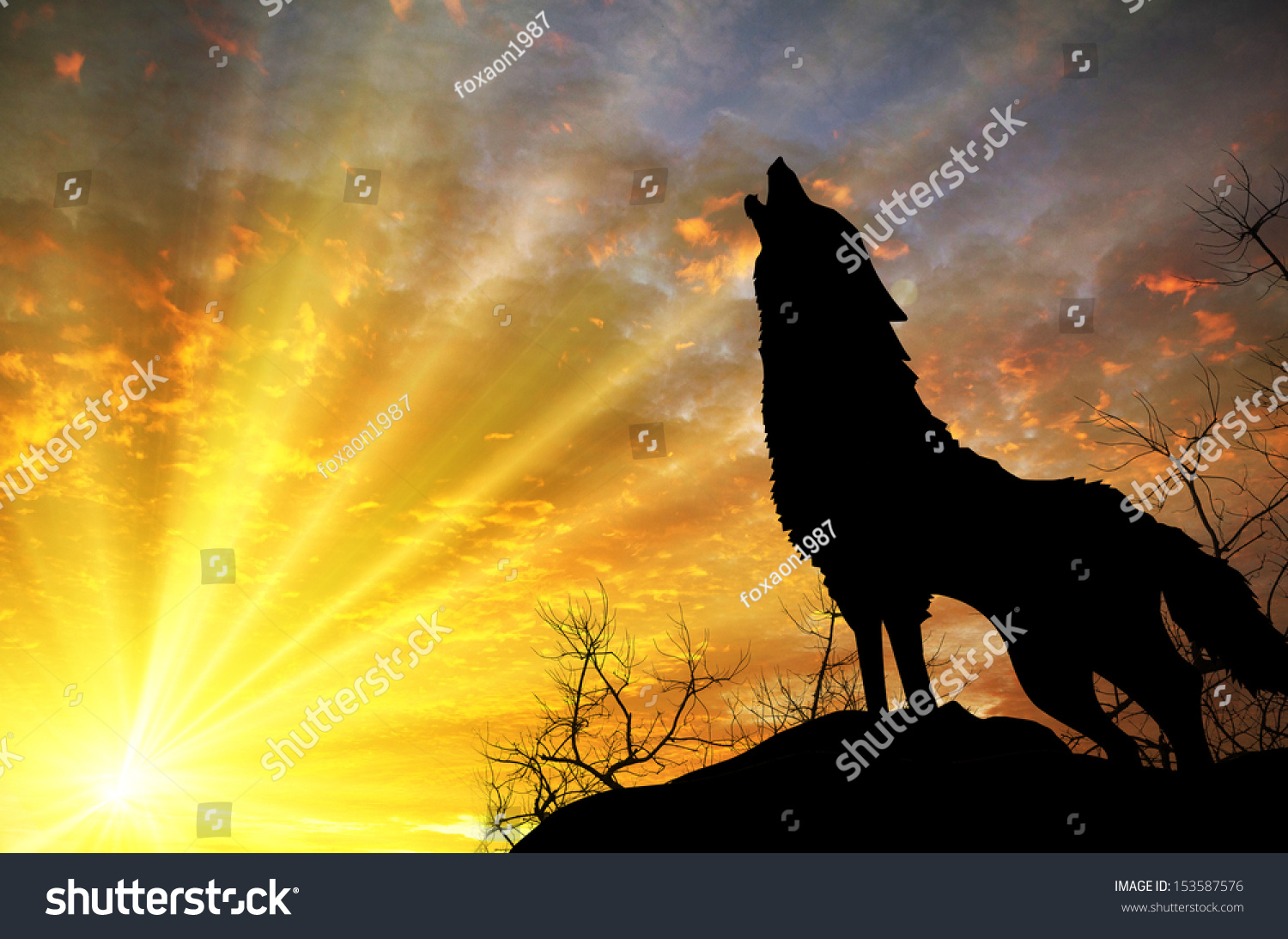 Wolf Howling At The Sunset Stock Photo 153587576 : Shutterstock