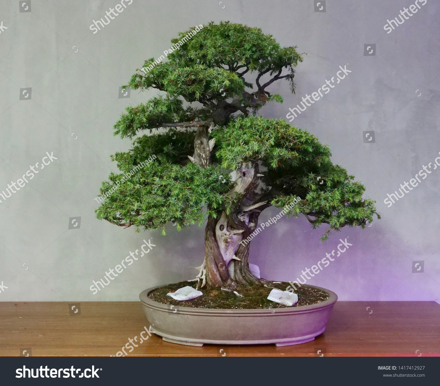 100 Years Old Bonsai Stock Photo Edit Now 1417412927 100 Years Old Bonsai Stock Photo Edit Now 1417412927