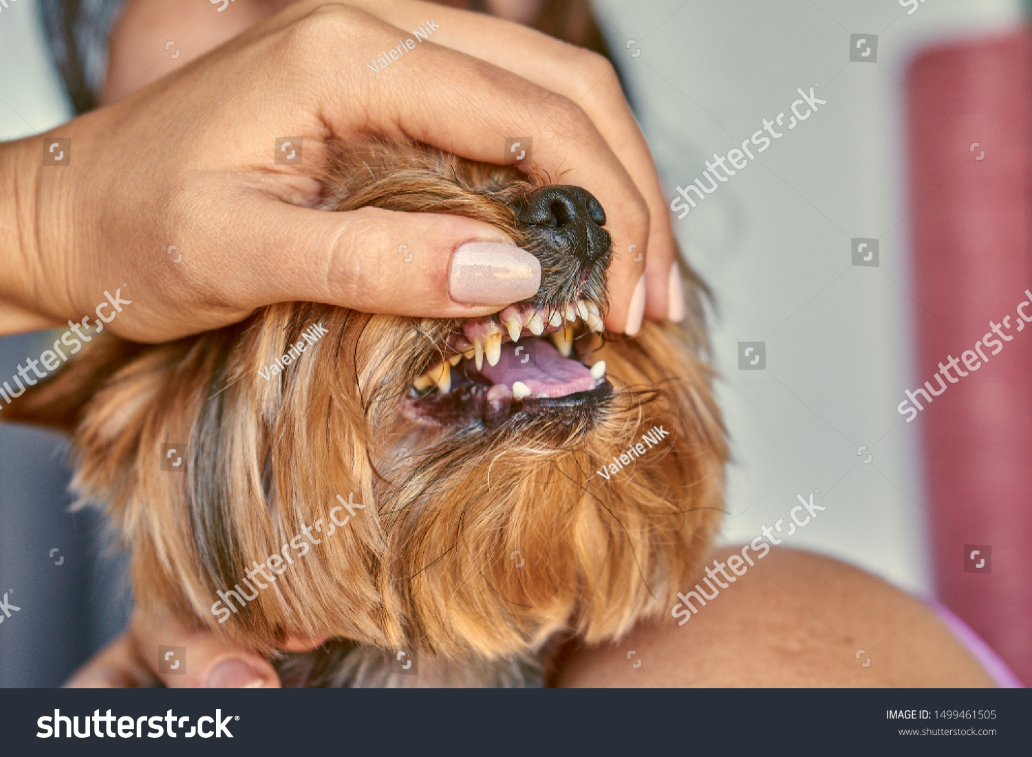 yorkshire terrier teeth