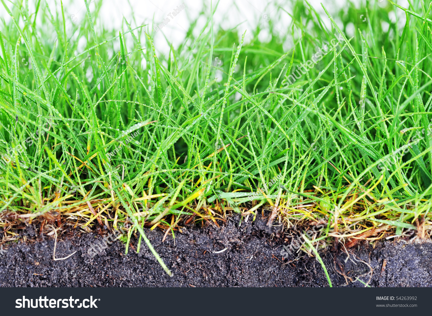 Young Grass Turf Close Stock Photo 54263992 | Shutterstock