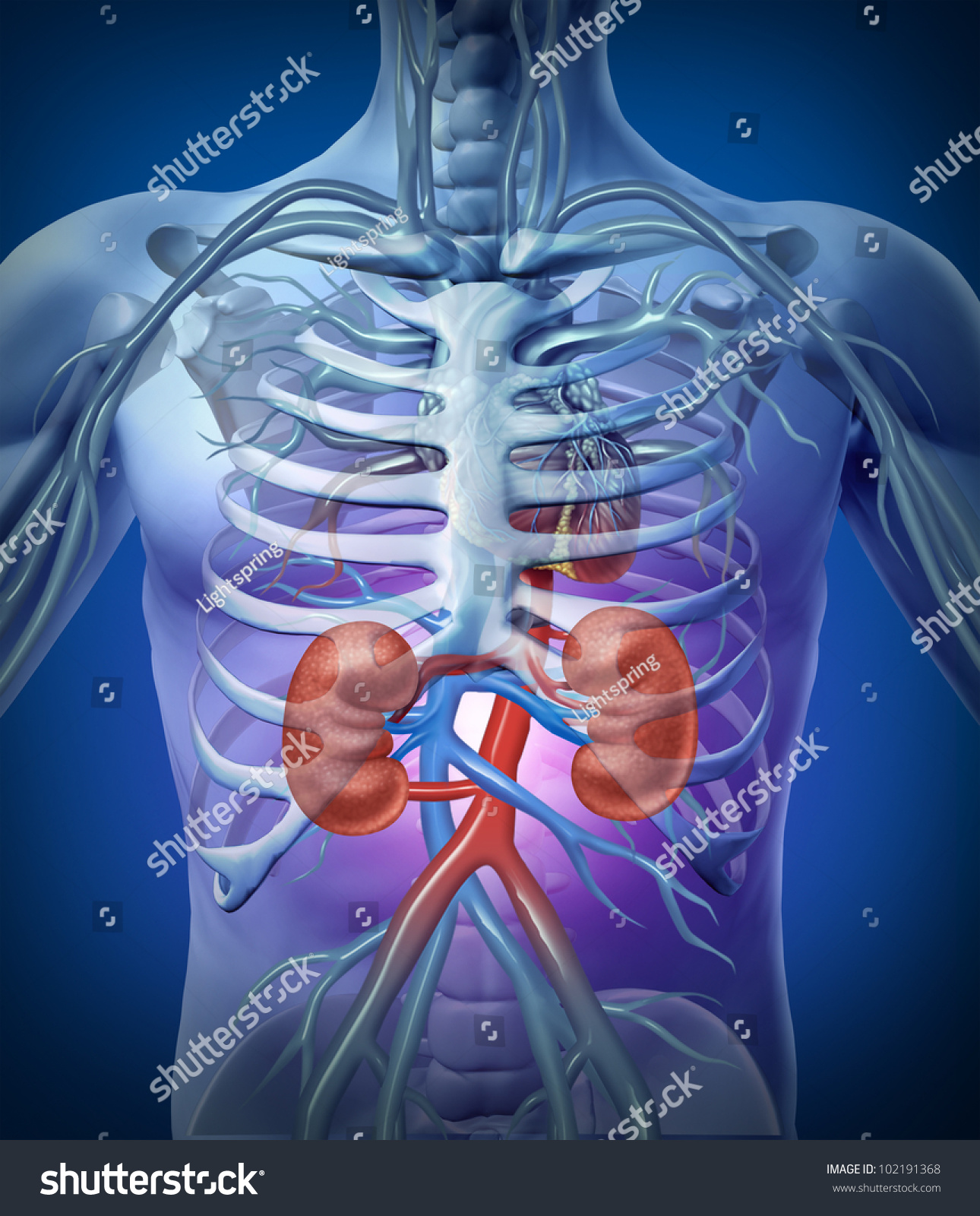 人类肾脏和血液循环与骨骼医学图与动脉红色和