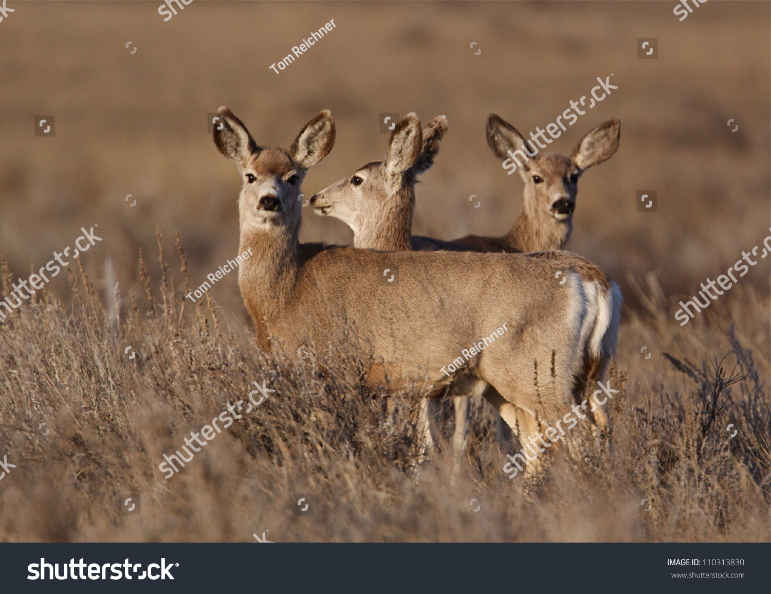 三个黑尾鹿,在蒙大拿州东部,巴肯的形成导致了