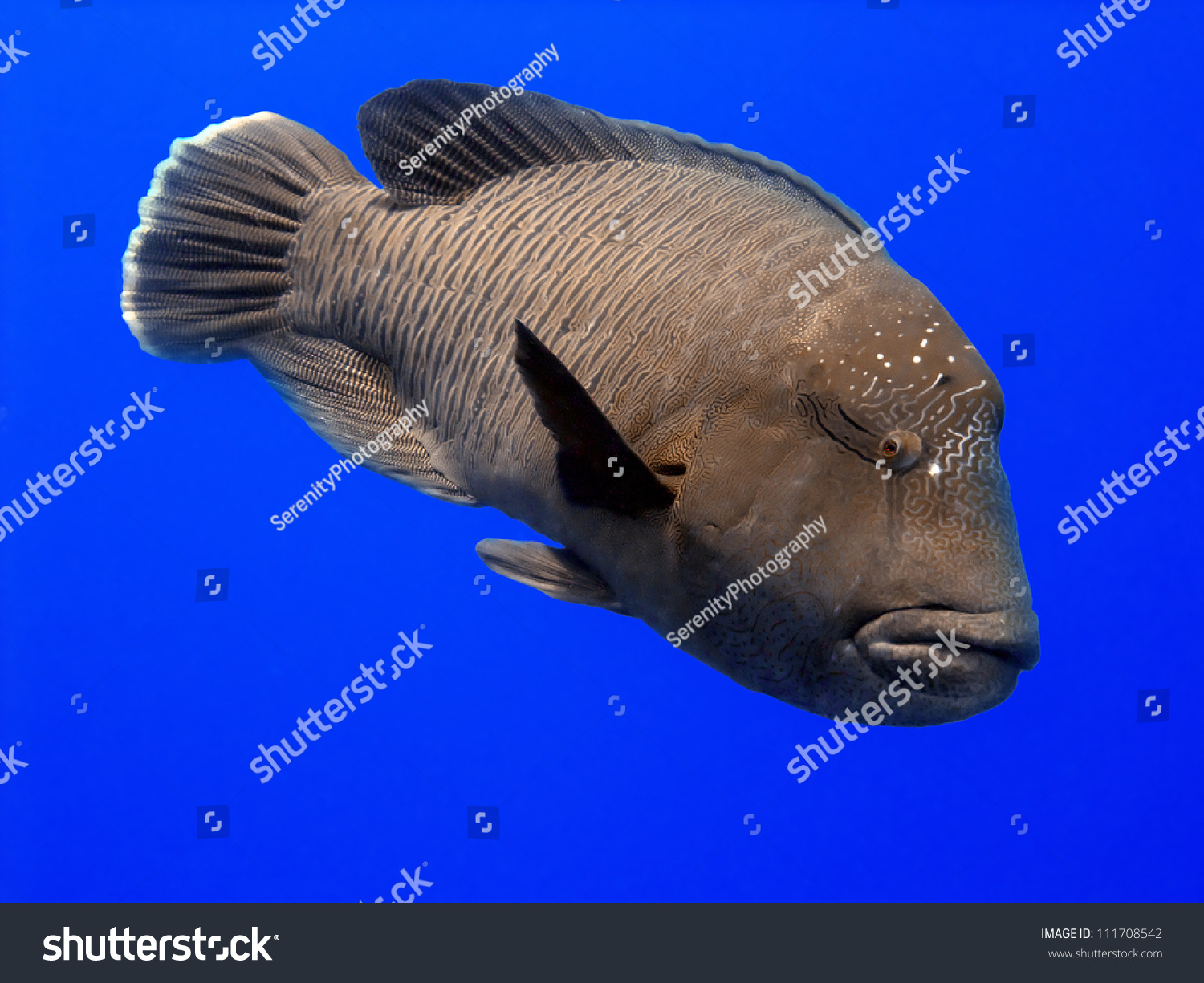 拿破仑濑鱼是被许多名称,包括毛利人的濑鱼,苏