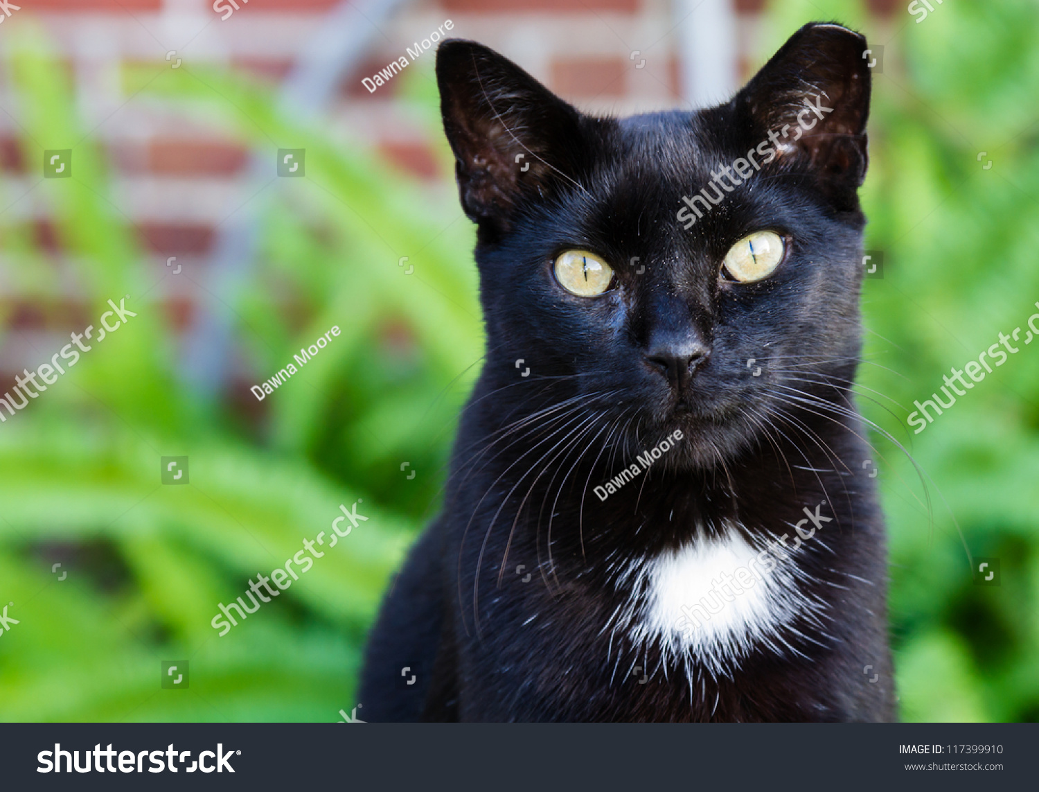 一只黑猫白斑和惊人的黄眼睛。 - 动物\/野生生
