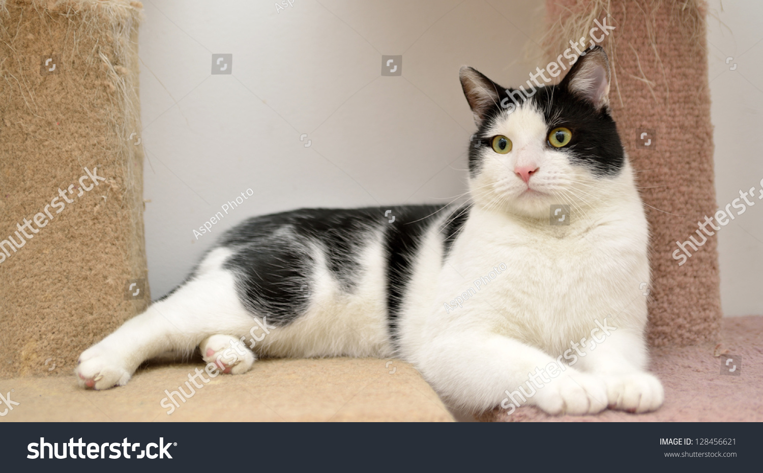 可爱的两只黑白相间的猫躺在地毯的栖息在同一