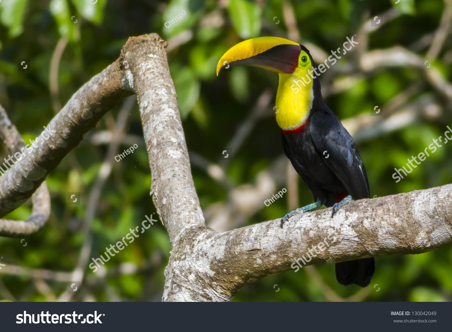 栗嘴鵎鵼(读音:驼空)(Ramphastos ambiguus sw