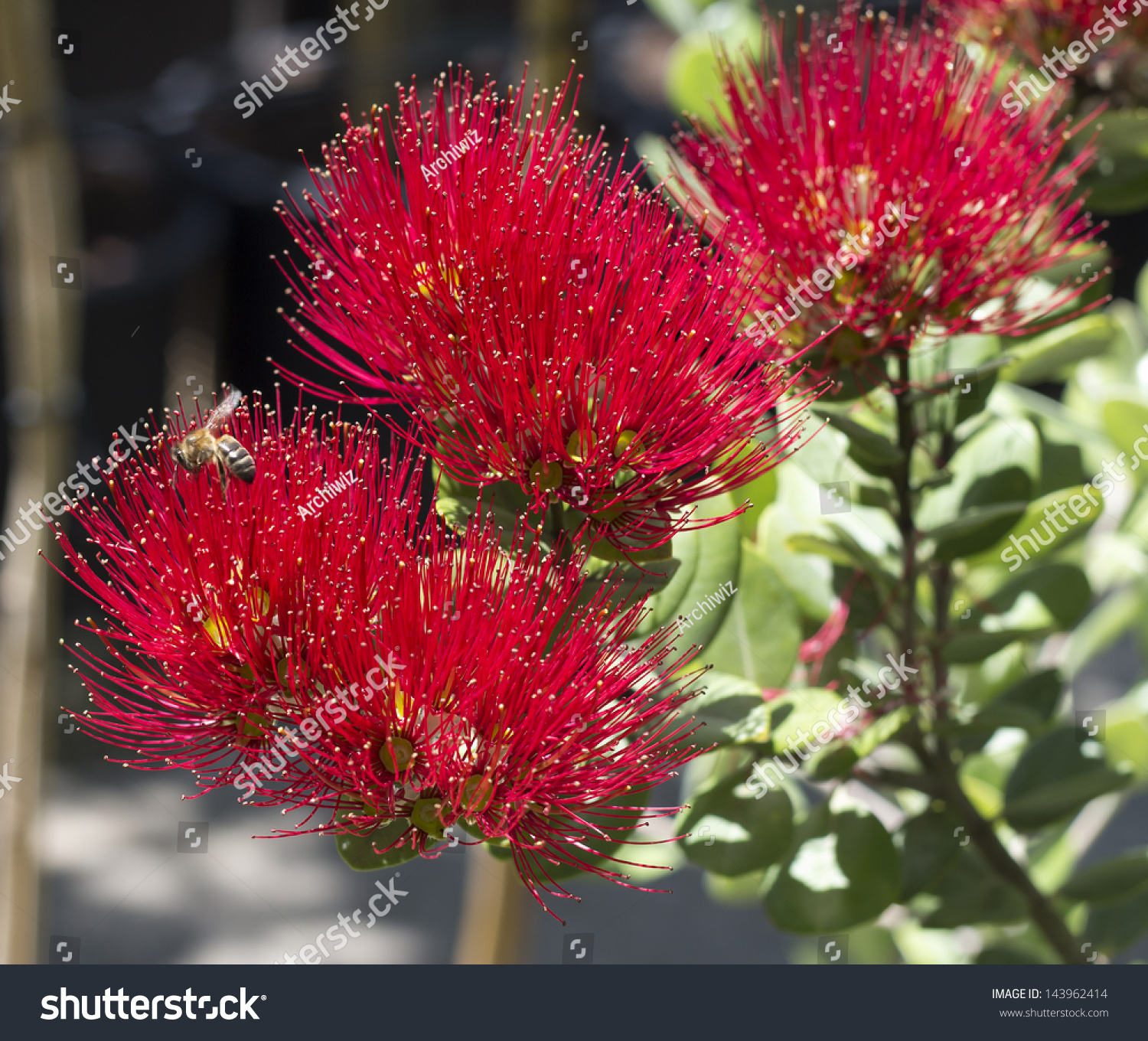 蜜蜂在Ohi夏威夷桃金娘树红色的花-背景\/素材