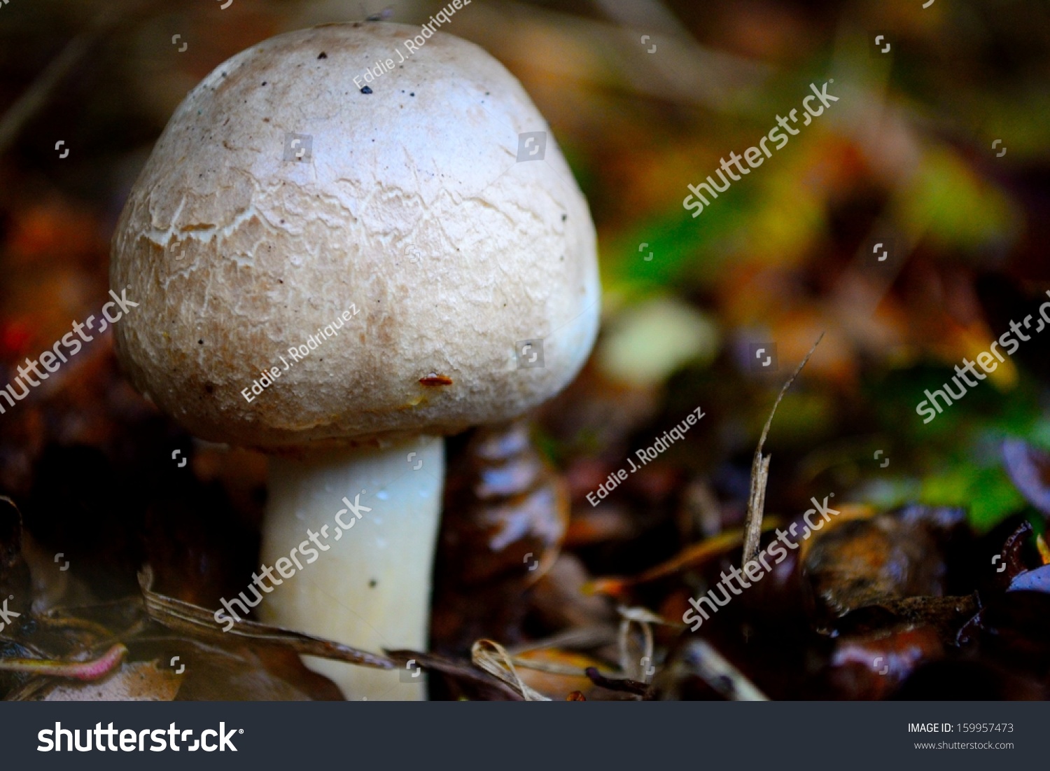 stock-photo-159957473.jpg
