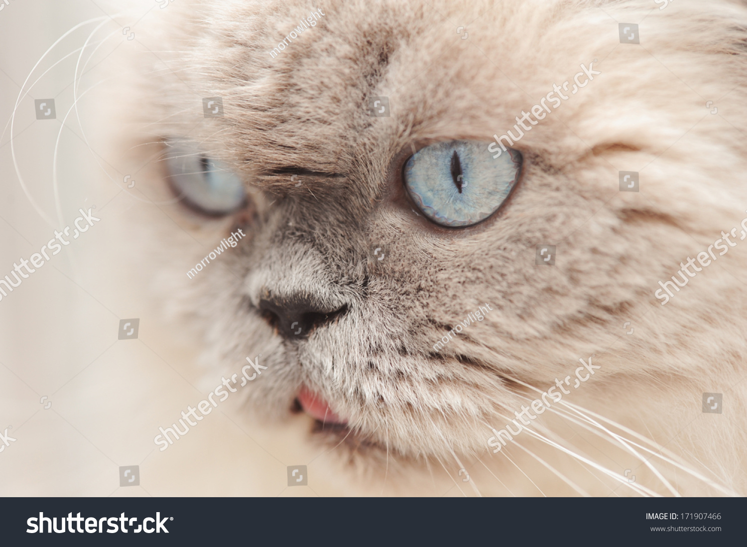 stock-photo-171907466.jpg