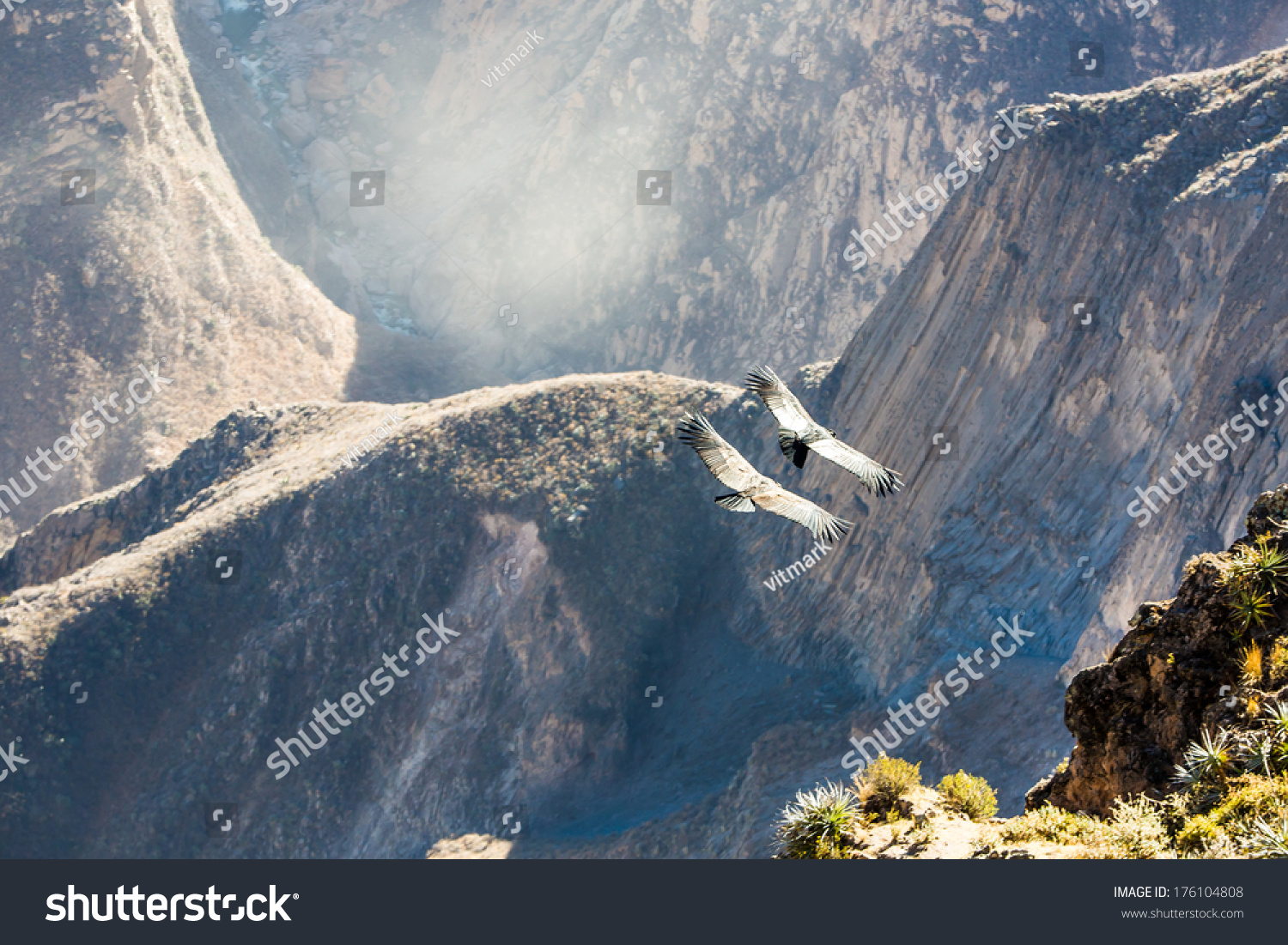 秃鹰飞行在Colca峡谷,南美洲秘鲁,这是一个秃