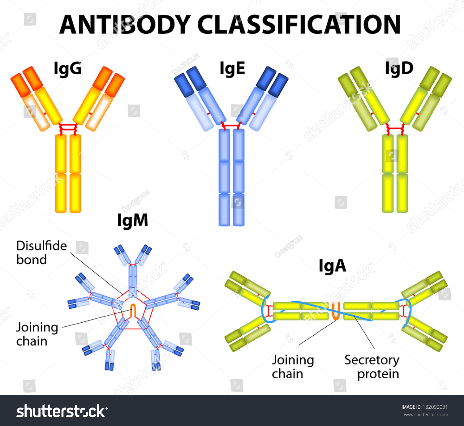 不同类型的免疫球蛋白。免疫球蛋白、IgA IgD