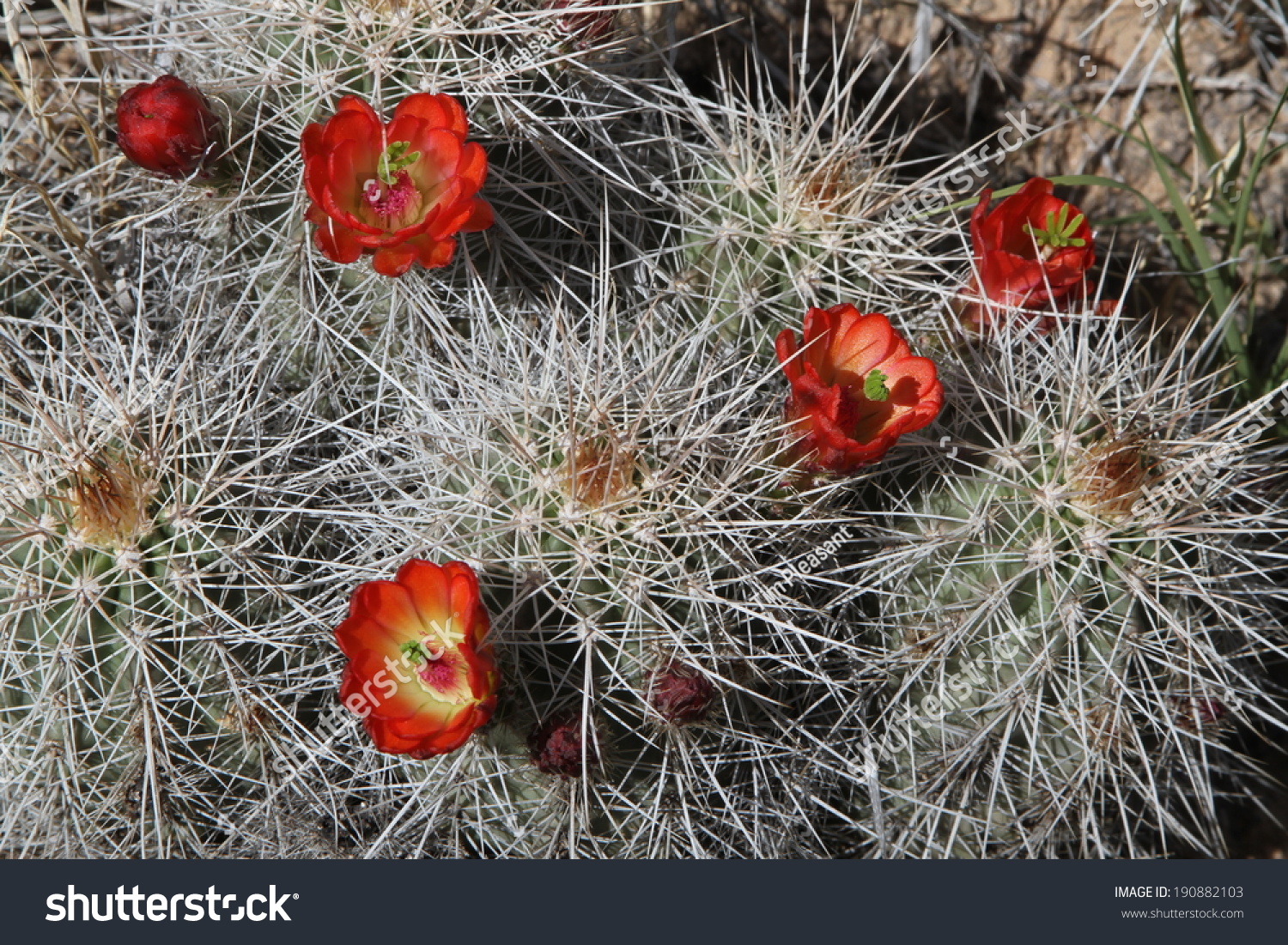 一群红色的花开花的仙人掌植物新墨西哥州的春