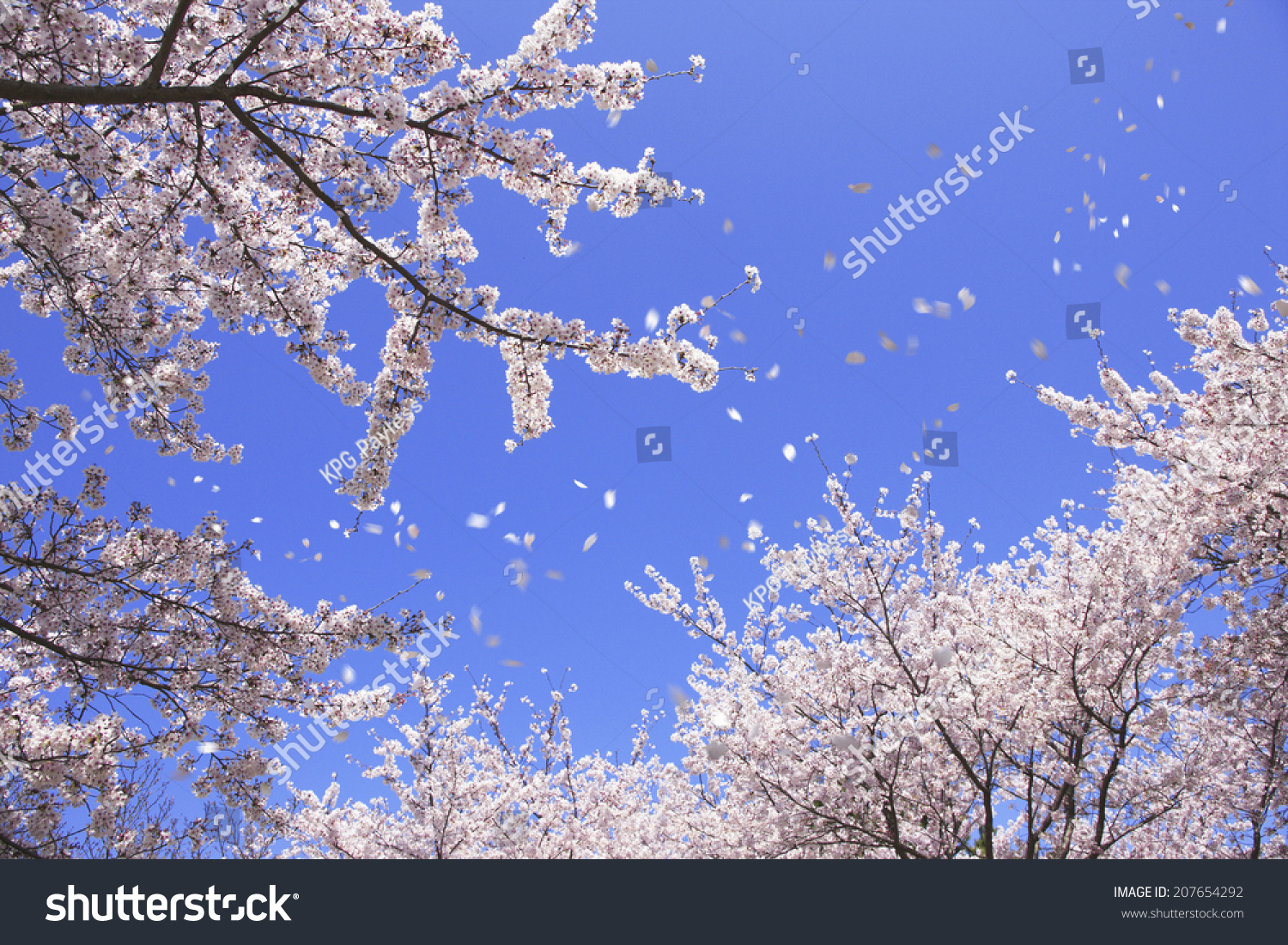 奈良公园的樱花,樱花暴风雨 - 自然,公园\/户外 -