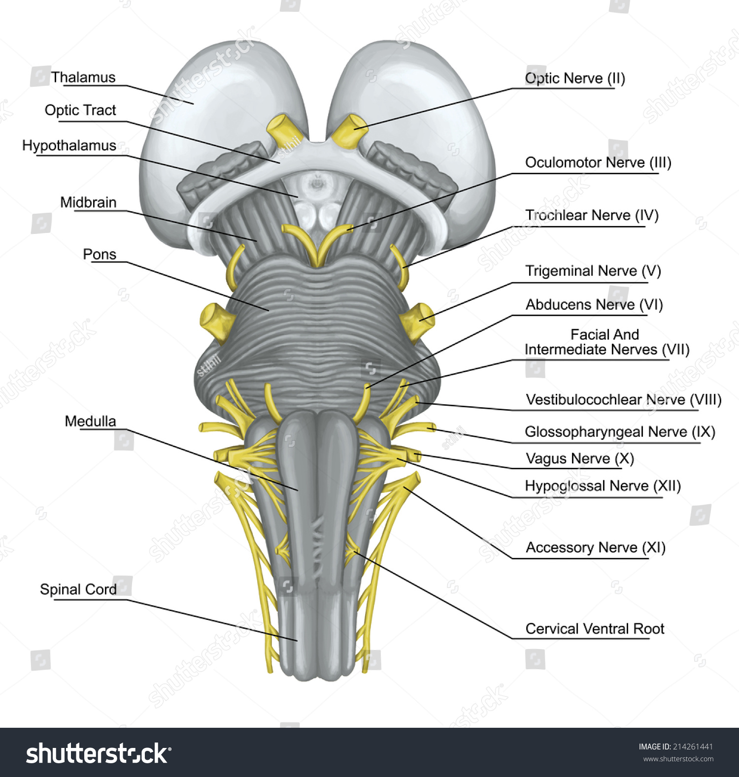 颅神经的脑干腹侧看,后大脑的一部分,毗邻,与脊
