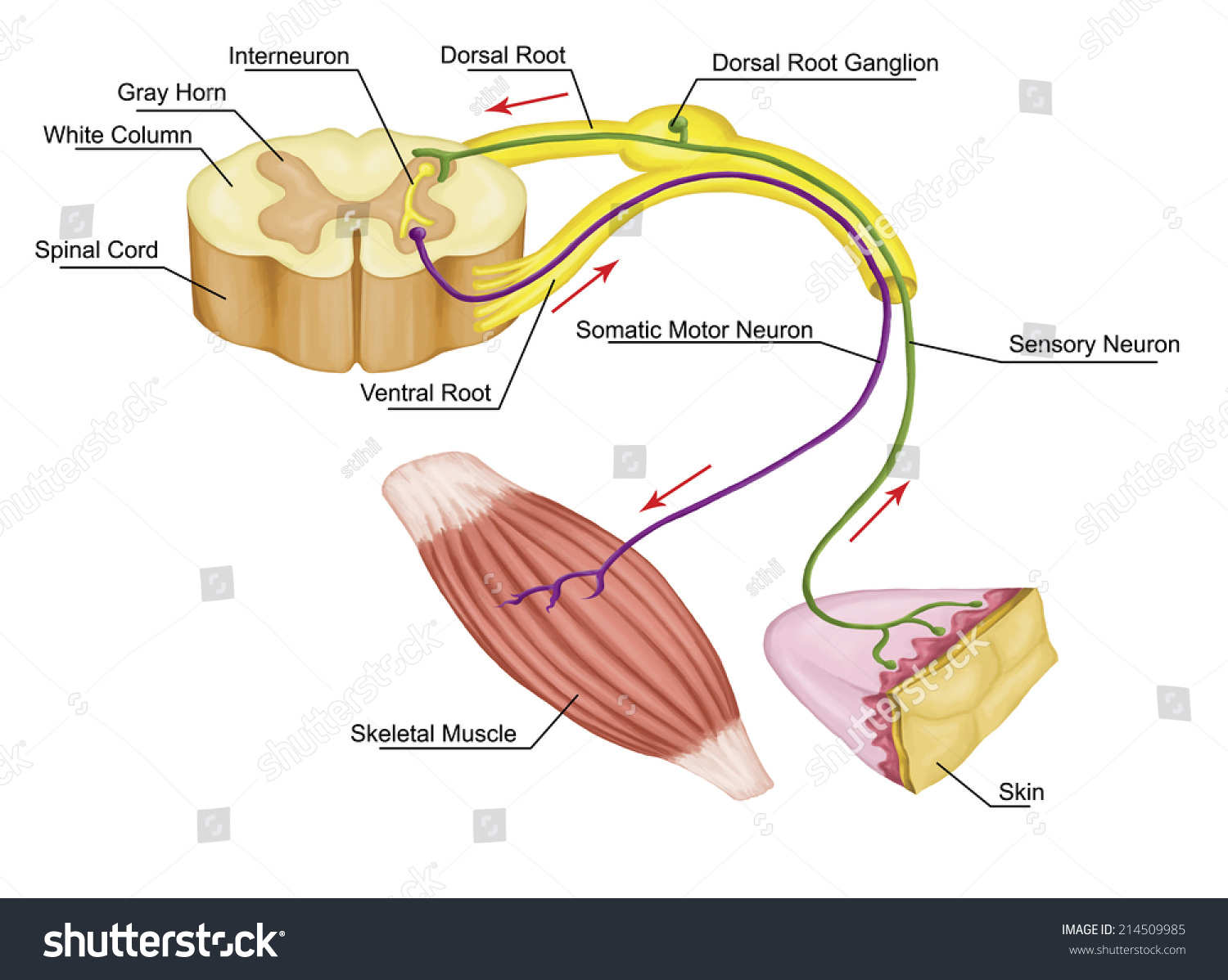 Somatic nervous Somatic motor著,peripheral注