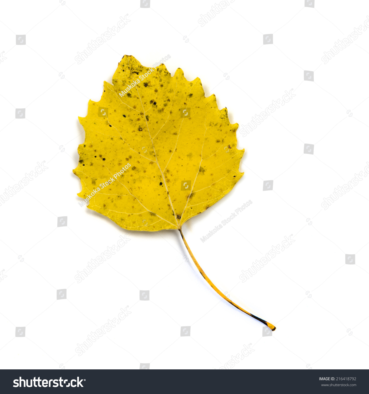 黄色的关闭北美白杨树的叶子也被称为颤颤抖的