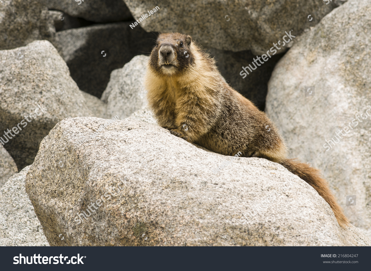 野生旱獭(Marmota)位于Lodgeple Tokopah瀑布