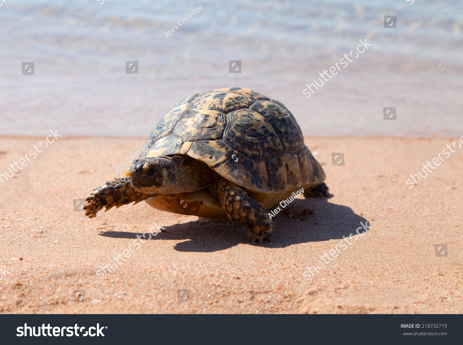 桑迪beach.Egypt龟。红海 - 动物\/野生生物,公园