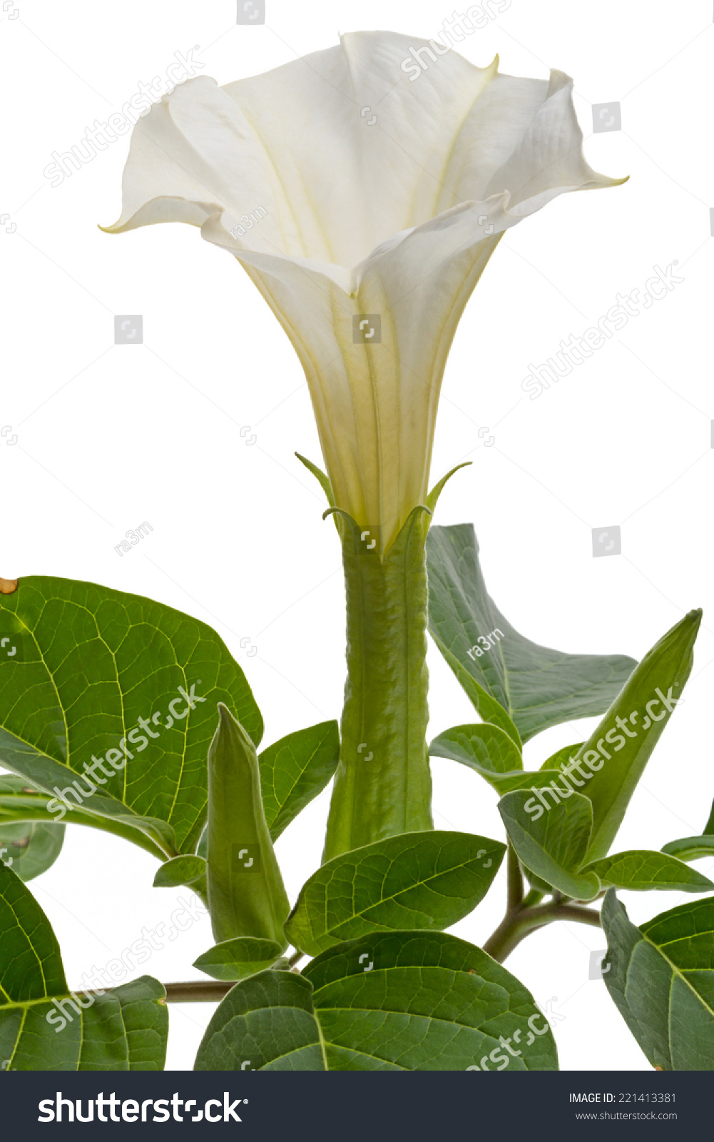 曼陀罗--有毒高草本植物,叶子大,巨大的白色芳