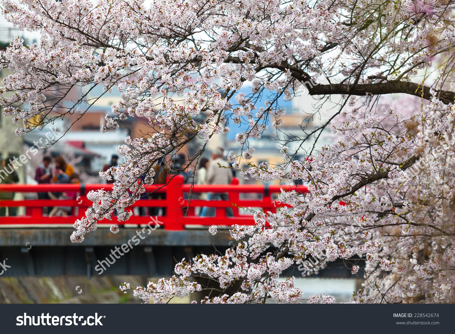 樱桃树的树枝在春天樱花季节,人们走在日本传