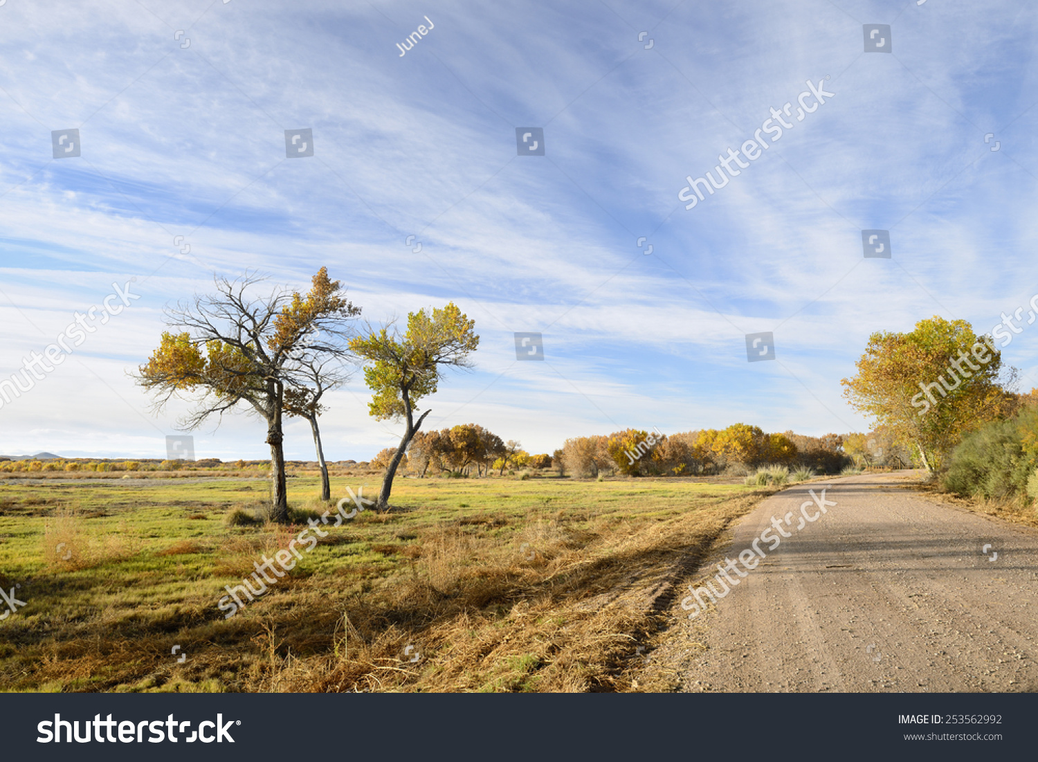 秋天的颜色在新墨西哥州砾石路上-自然,公园\/户