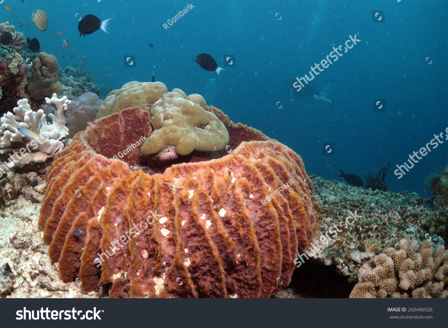 巨大的桶海绵-动物\/野生生物,自然-海洛创意正