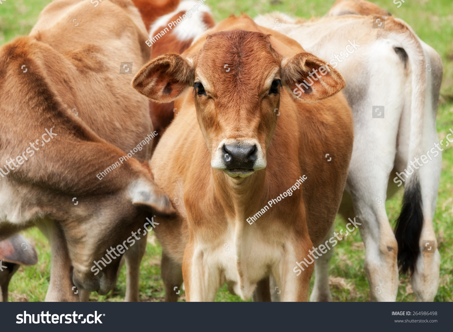 群年轻的牛小腿站在草地上好奇地望着查看器显