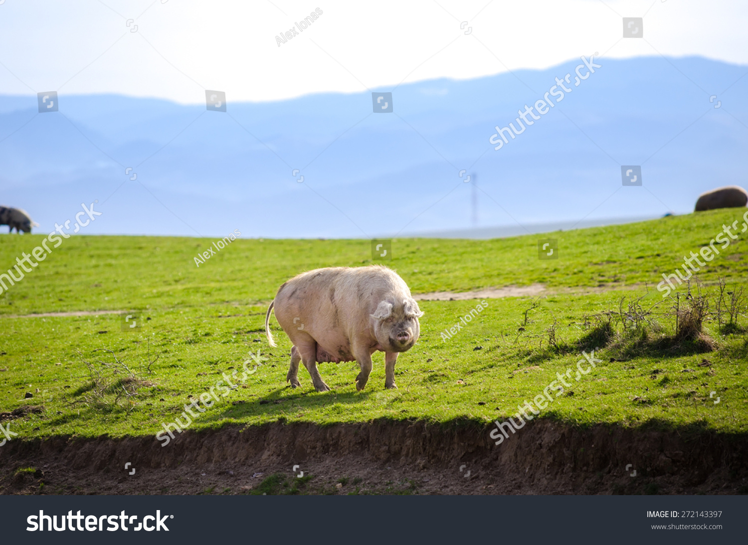 白色脂肪猪在农村农场绿色脏山上看着你并建议