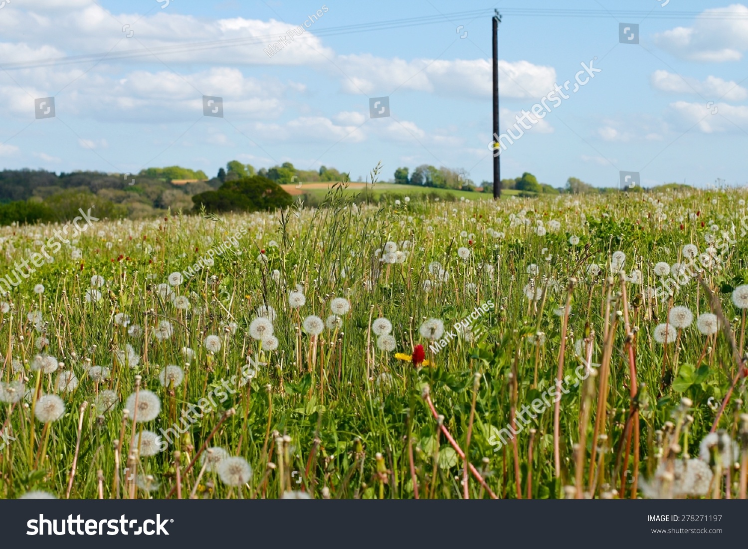 美丽的英国乡村草地蒲公英吹球,绿色的科茨沃