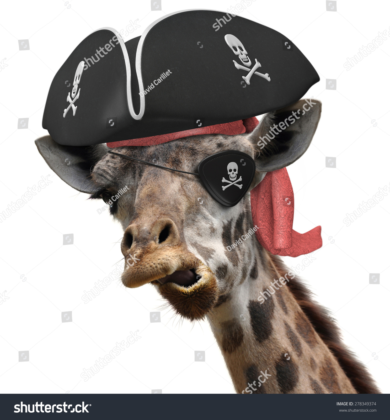 有趣的动物一个很酷的长颈鹿的照片穿着海盗帽