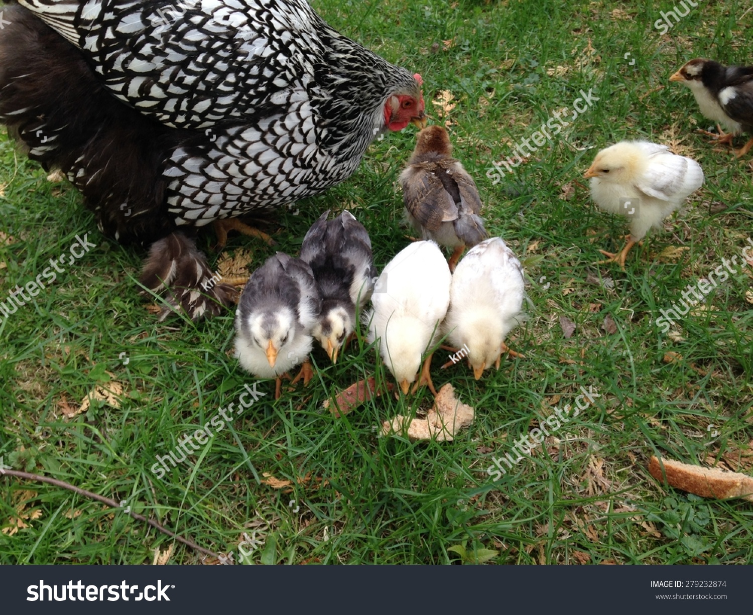科钦瑞典花小鸡鸡喂养婴儿-动物\/野生生物,自然