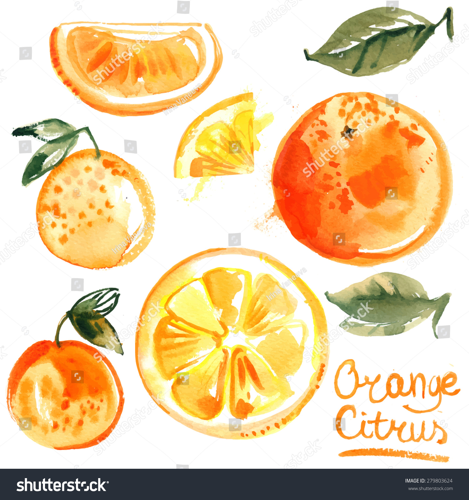 白色背景上设置的橙子涂上水彩。一半的橙、水