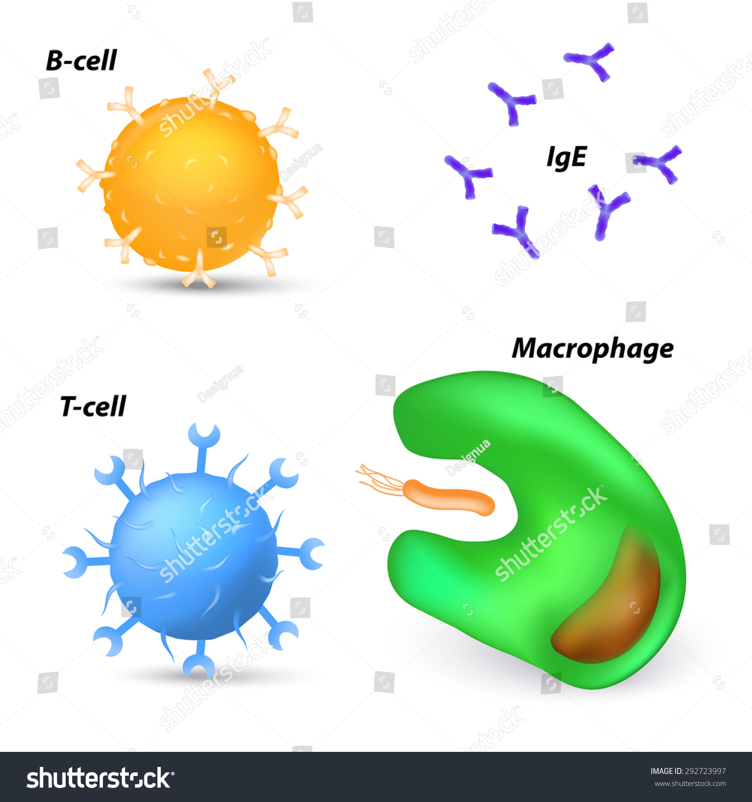 免疫系统细胞。巨噬细胞、t细胞、b细胞和抗体