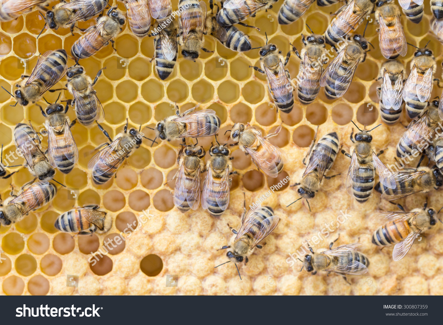 蜂幼虫往往在一个塑料基础框架的限制和开放的