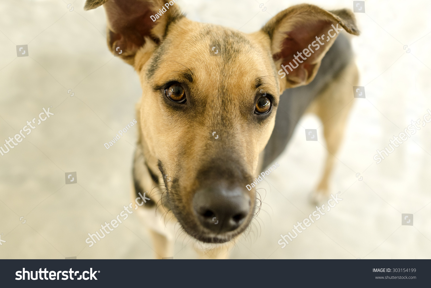 狗查找是一个好奇的德国牧羊犬,一双棕色大眼