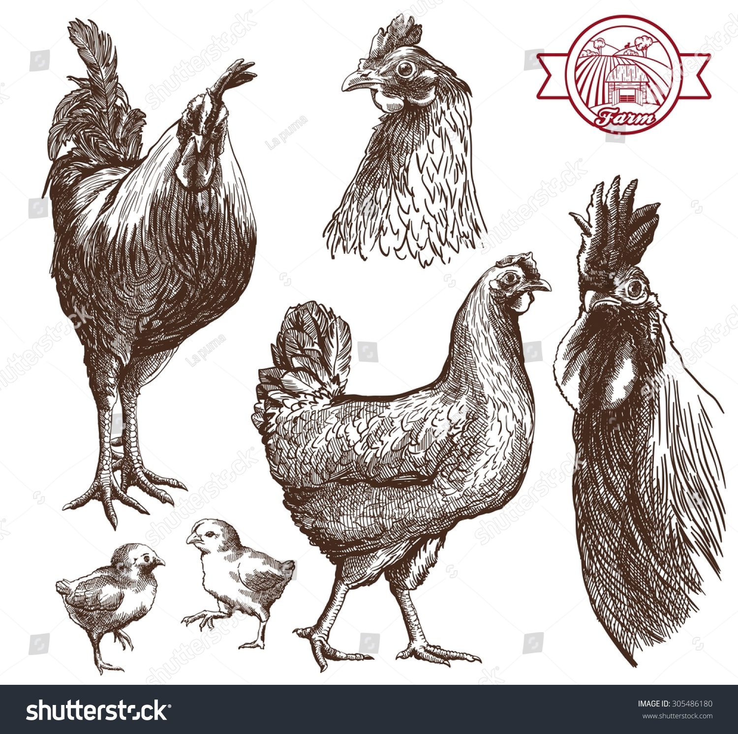 草图的公鸡、母鸡和小鸡在白色的背景-动物\/野