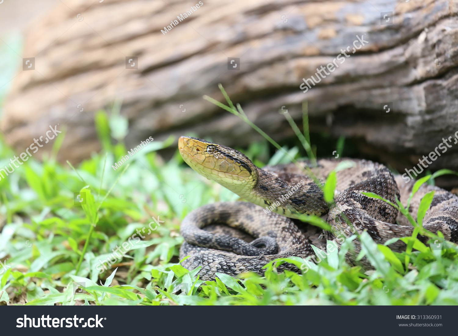 具窍蝮蛇属阿斯皮尔是一个有毒的蝮蛇物种从墨