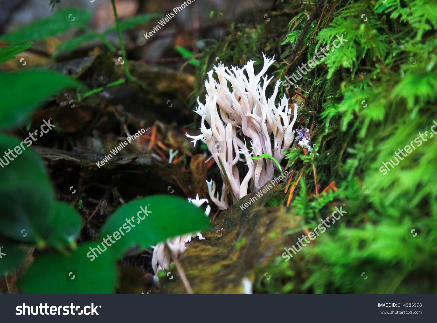 Clavulina cristata珊瑚真菌银色瀑布州立公园,俄
