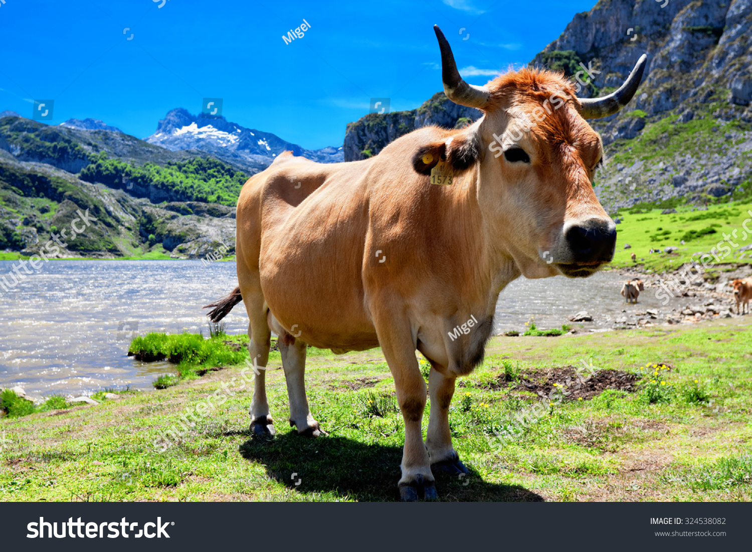 牛在牧场Ercina湖附近。坎塔布连。Covadong