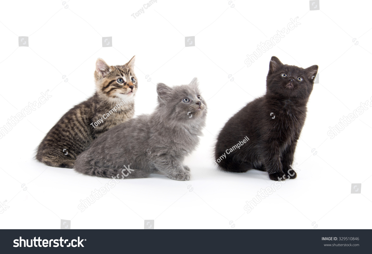 三个可爱的婴儿小猫孤立在白色背景 - 动物\/野