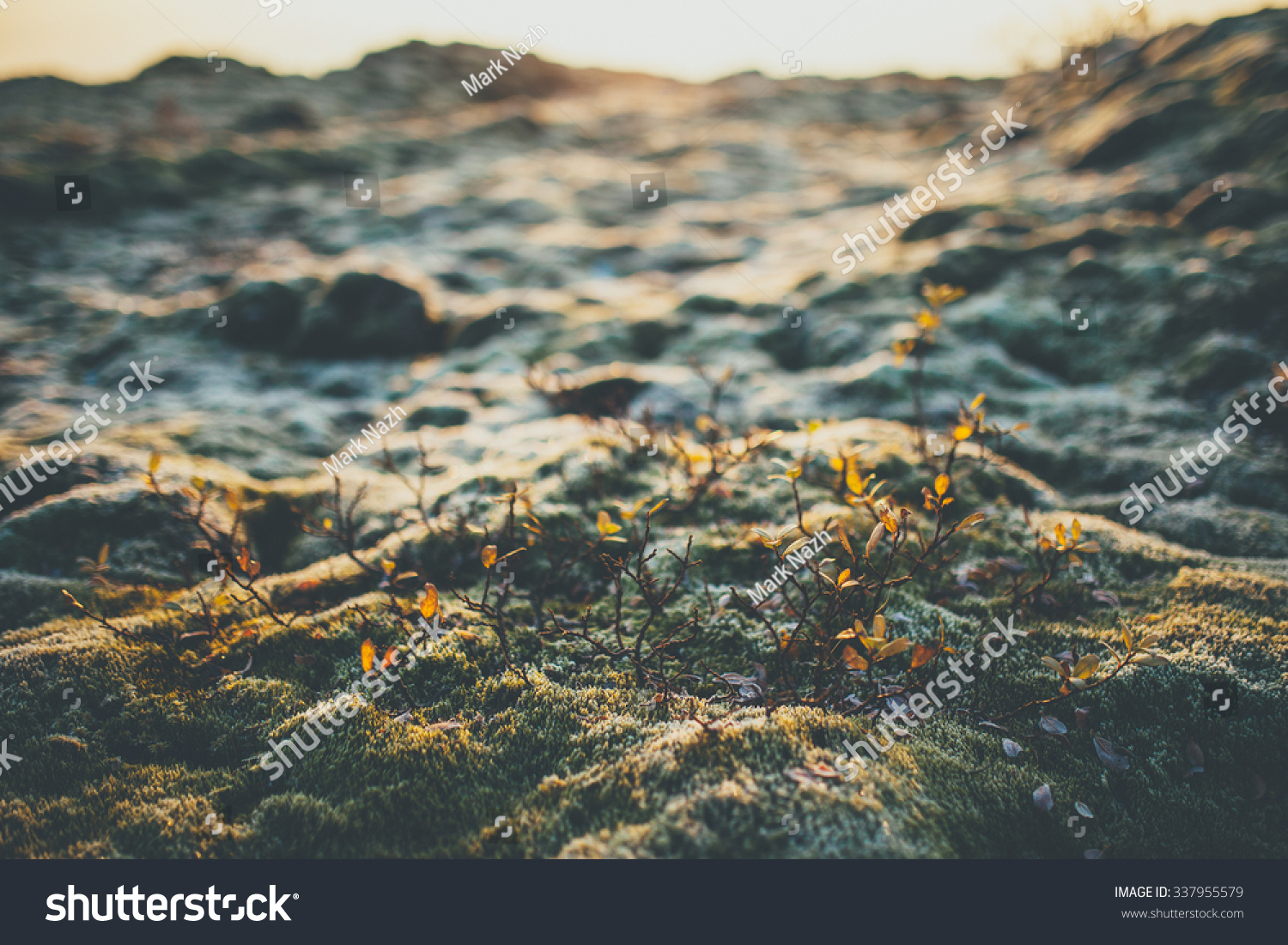 stock-photo-337955579.jpg